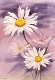 66 - Daisies - Mary Vivian